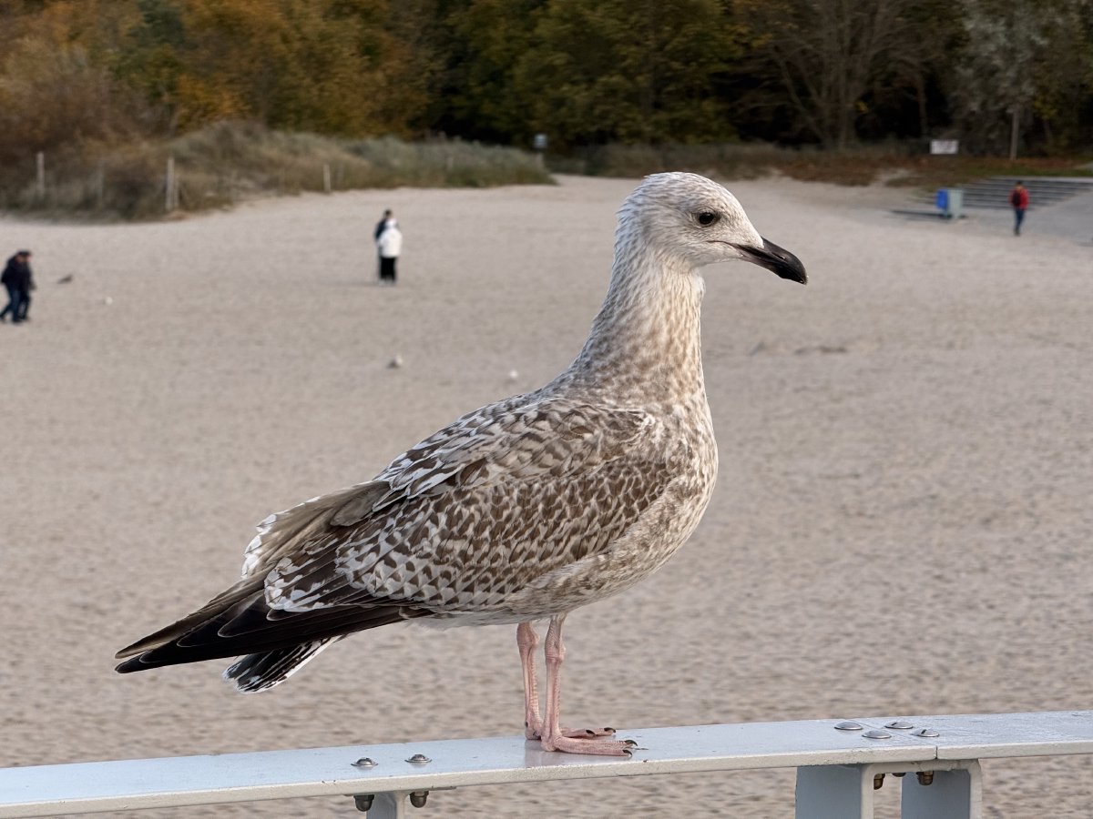 Eine Möve sitzt auf einem Geländer, im Hintergrund gehen Leute am Strand spazieren.