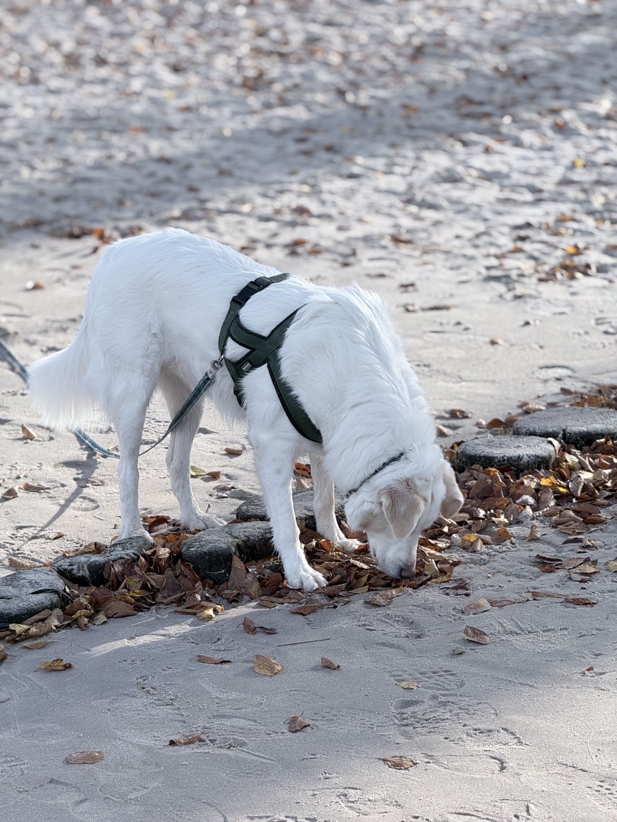 Unser Hund Nala schnuppert an Blättern neben einem Holzwall am Strand.