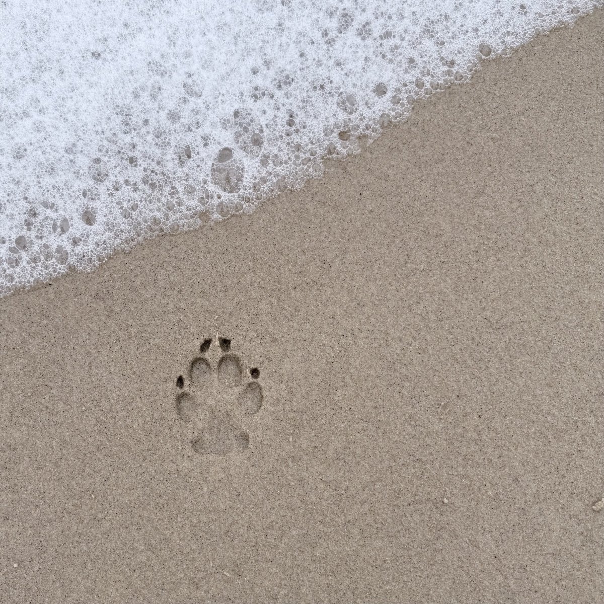 Pfotenabdruck im Sand, in der Ecke oben rechts ist der weiße Schaum einer Welle zu sehen.